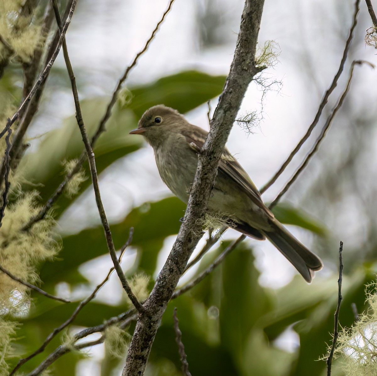 Mountain Elaenia - ML640781354
