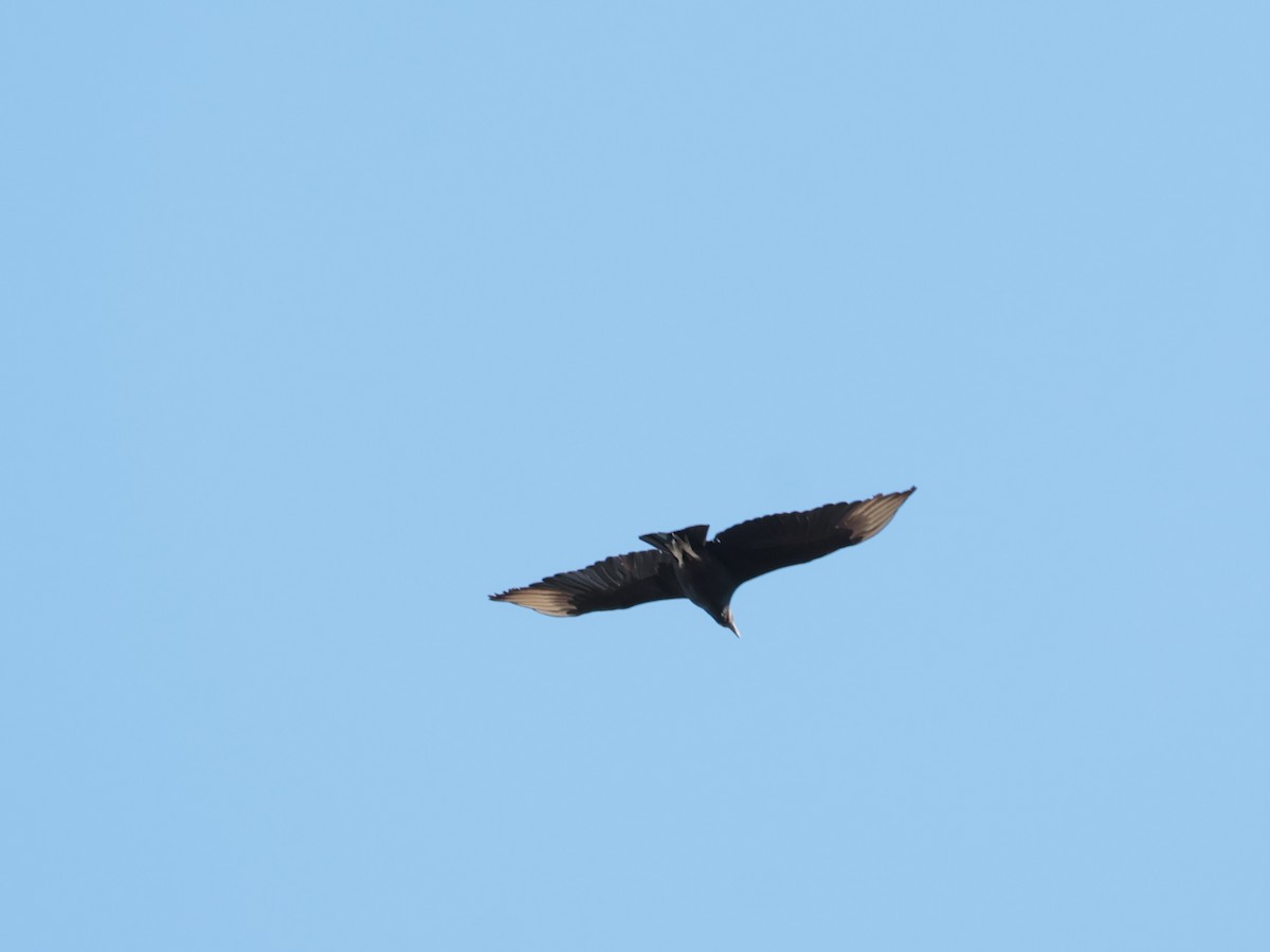 Black Vulture - ML640781356