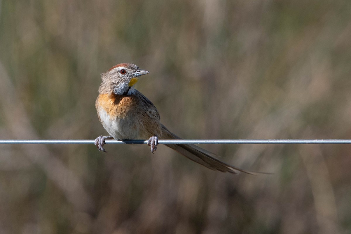 Chotoy Spinetail - ML640781365