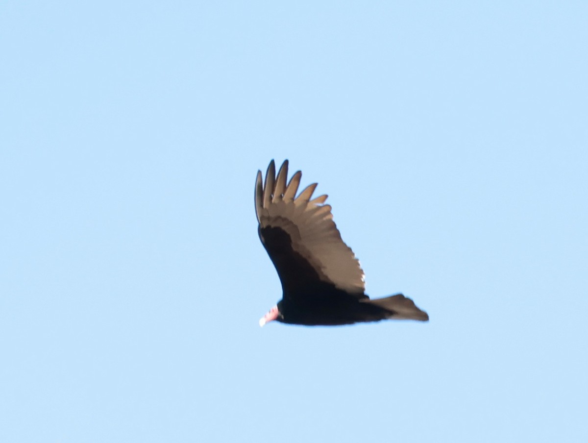 Turkey Vulture - ML640781372