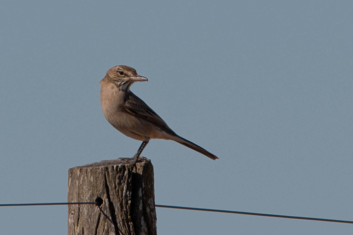 Gray-bellied Shrike-Tyrant - ML640781383