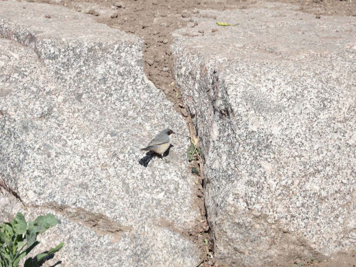 Black-capped Warbling Finch - ML640781420