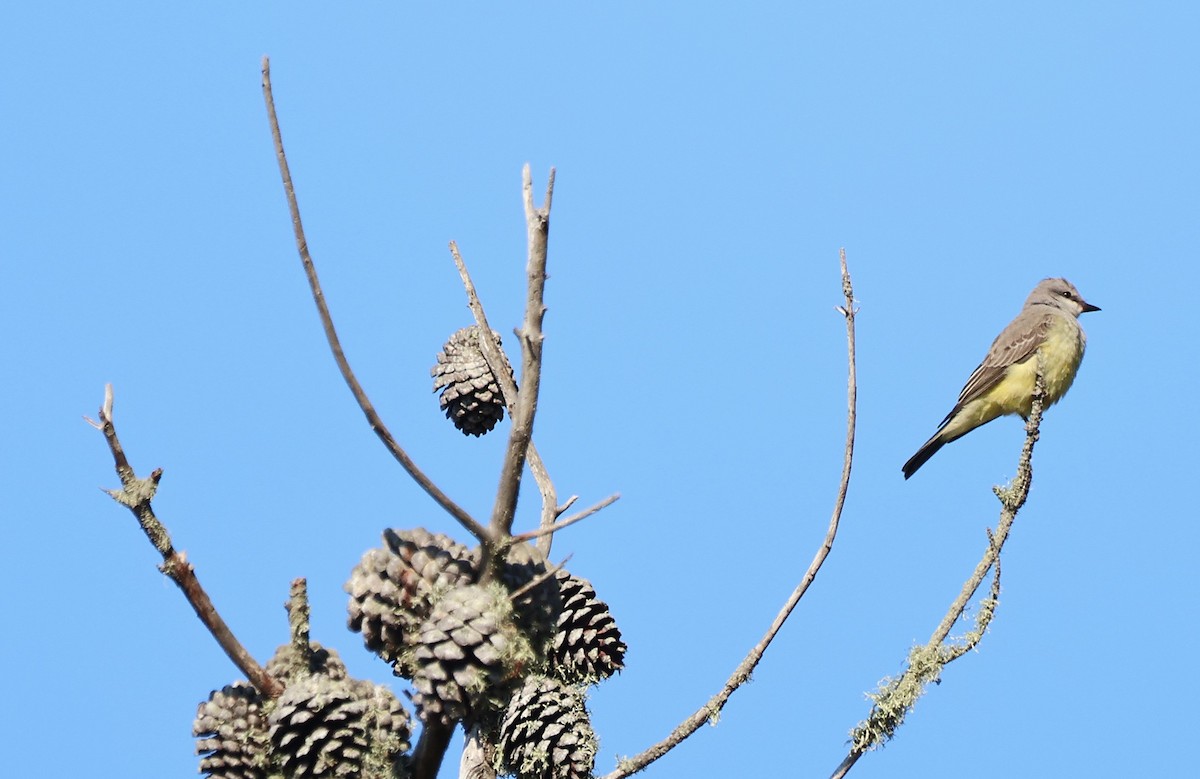 Western Kingbird - ML640781437