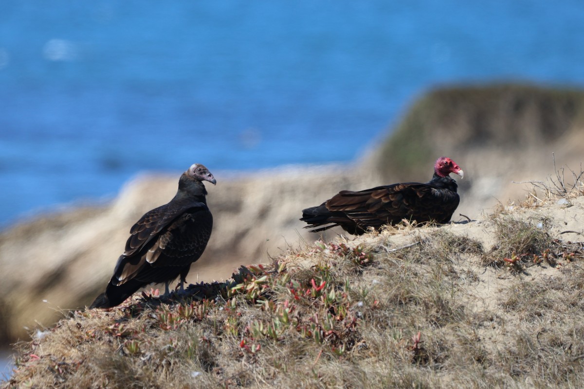 Turkey Vulture - ML640781537