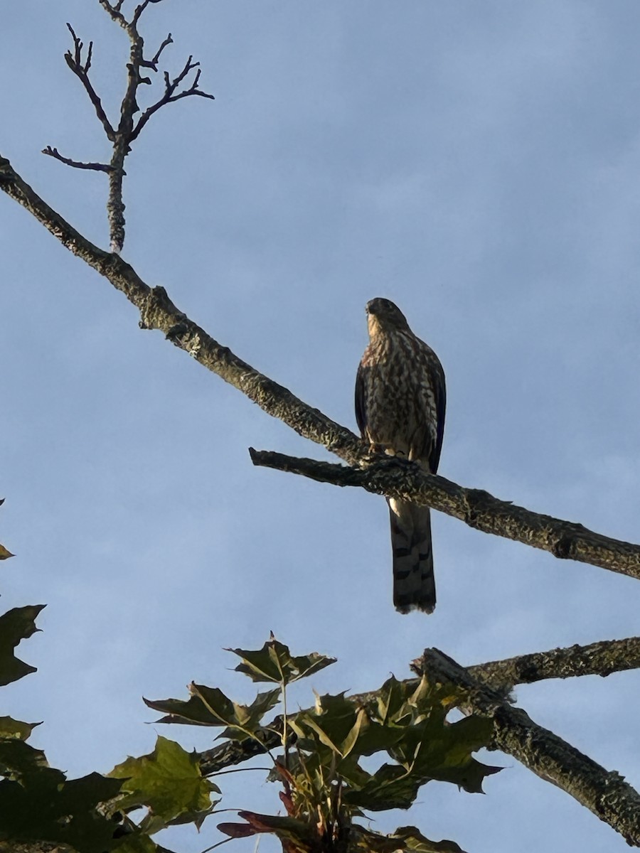 Sharp-shinned Hawk - ML640781542