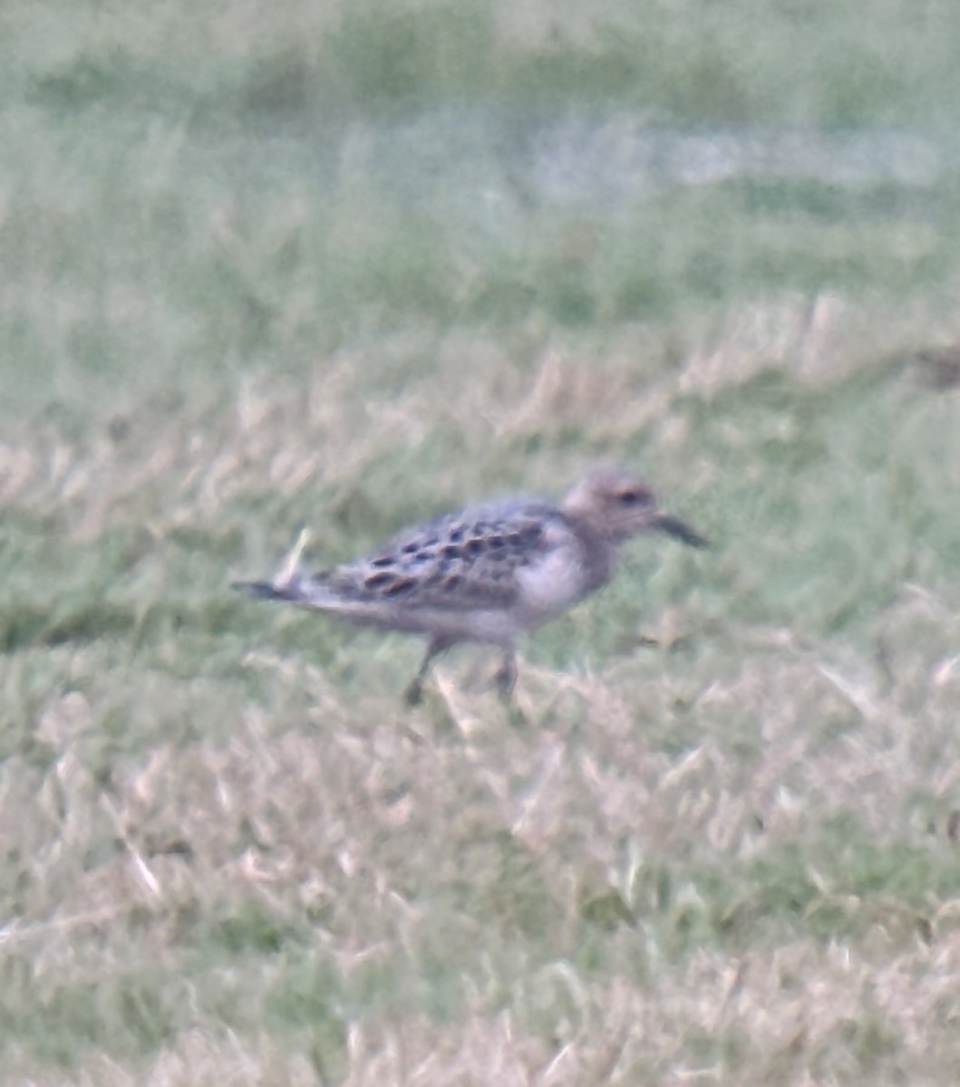 Buff-breasted Sandpiper - ML640781568