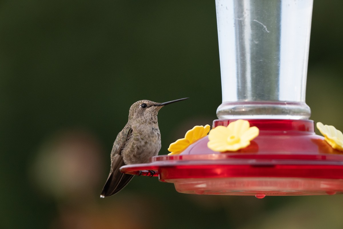 Anna's Hummingbird - ML640781625