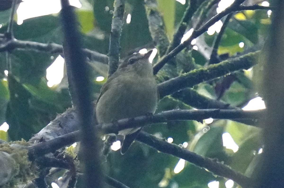 Rough-legged Tyrannulet - ML640781673