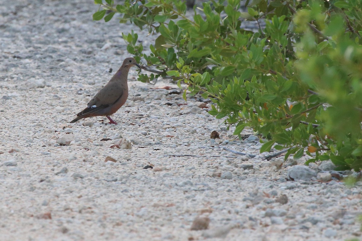 Zenaida Dove - ML640781697