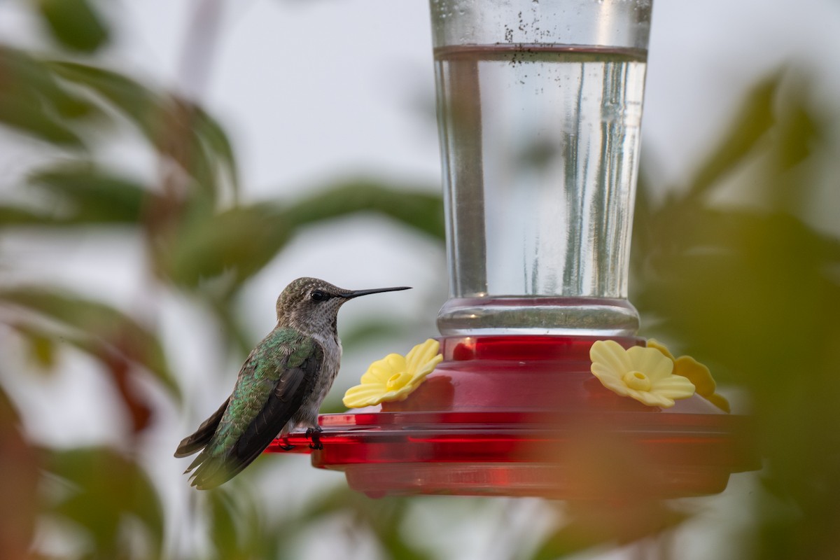 Anna's Hummingbird - ML640781712