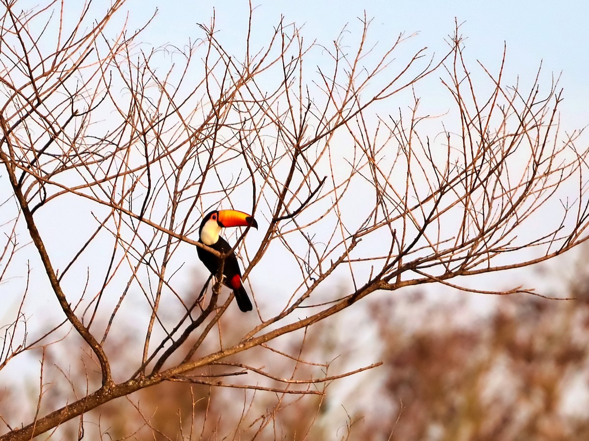Toco Toucan - ML640781717
