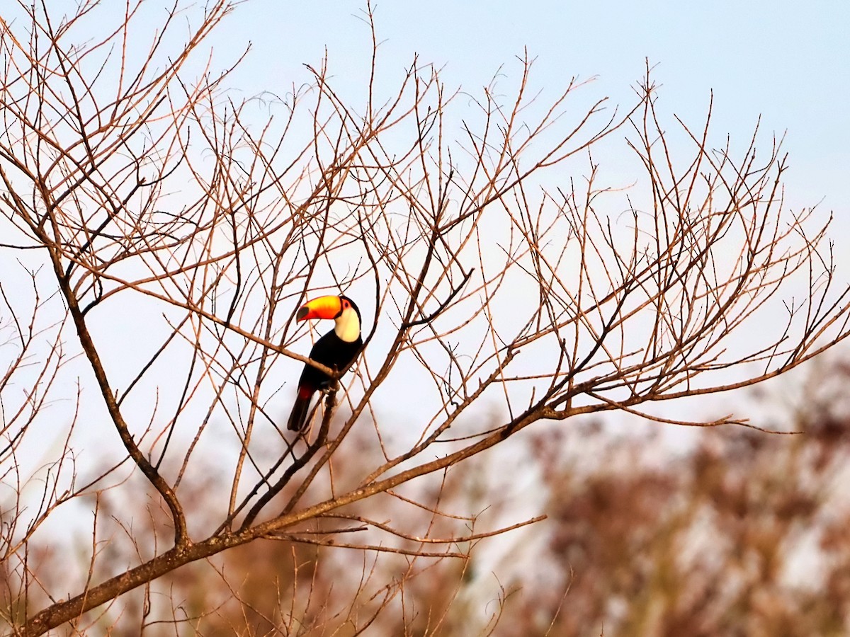 Toco Toucan - ML640781718