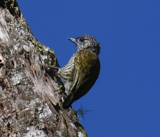 Lafresnaye's Piculet - ML640781784