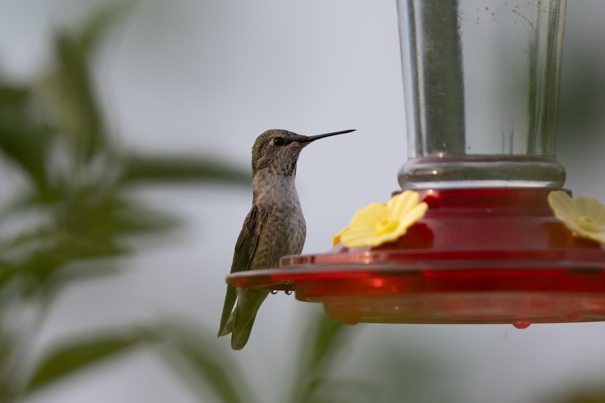 Anna's Hummingbird - ML640781798