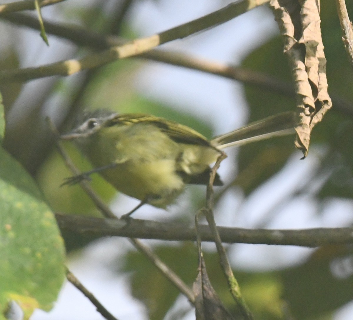 エクアドルヒゲハエトリ - ML640781819