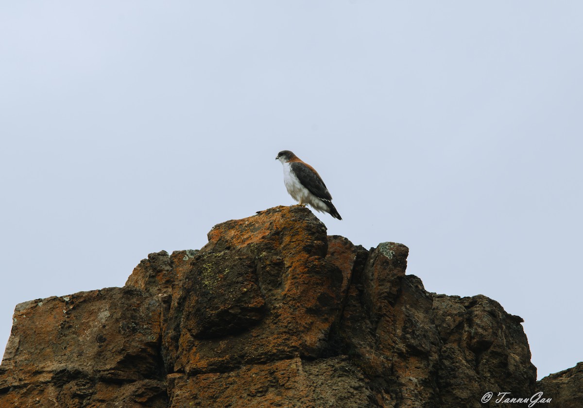 Buse tricolore - ML640781968