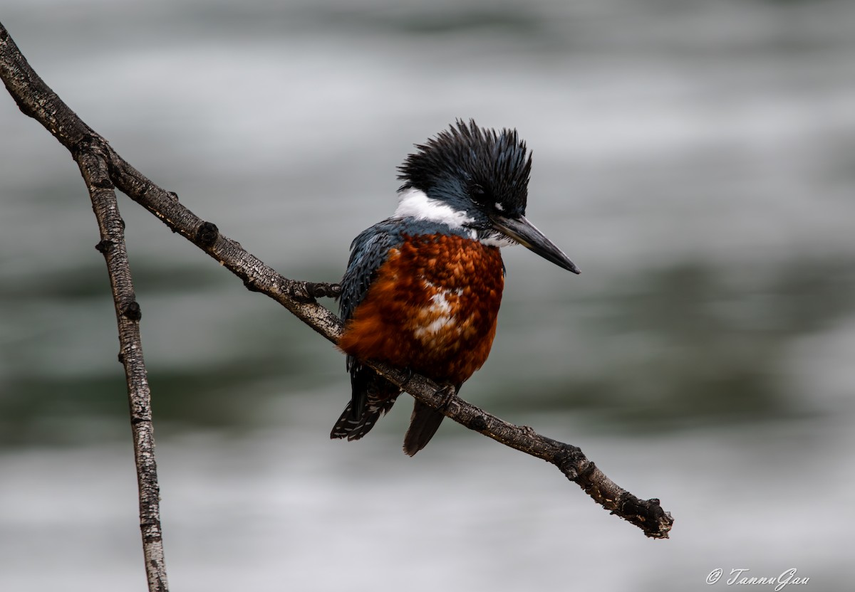 Martin-pêcheur à ventre roux - ML640781980