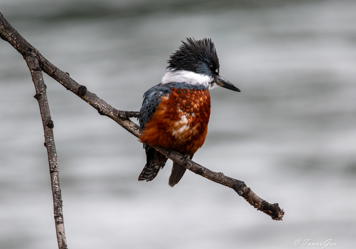 Martin-pêcheur à ventre roux - ML640781981