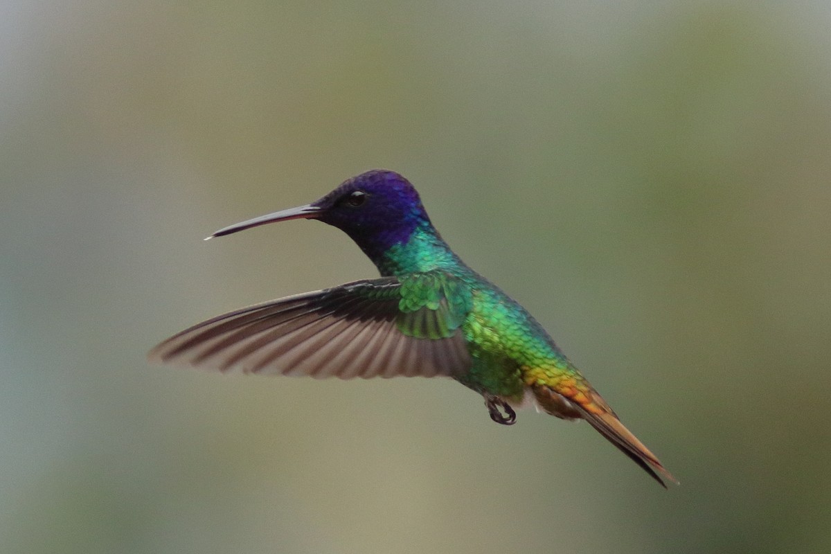 Golden-tailed Sapphire - ML640781982