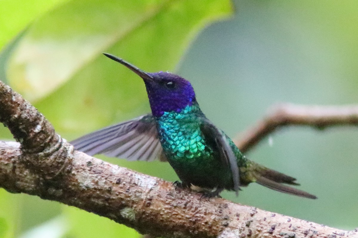 Golden-tailed Sapphire - ML640781983