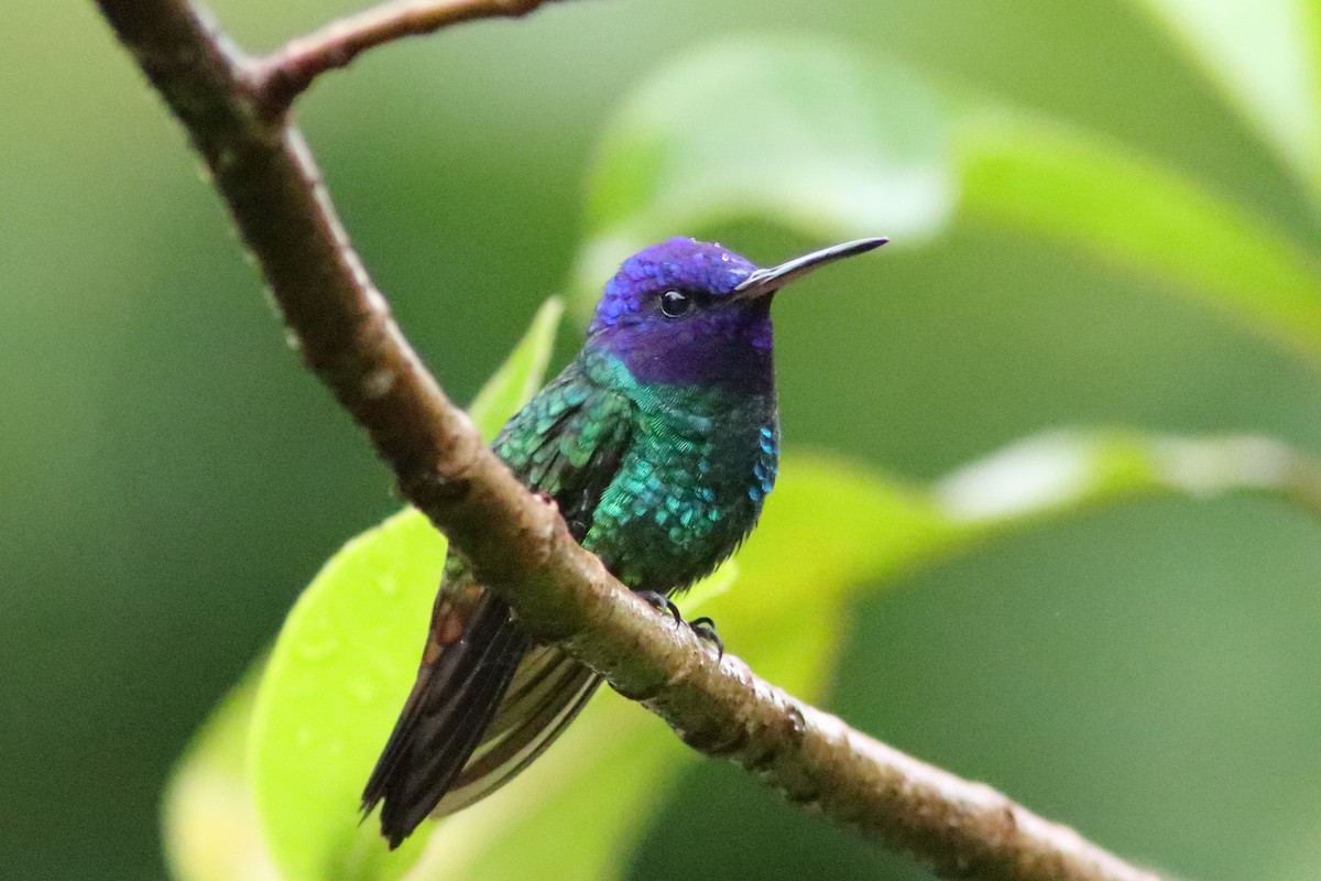 Golden-tailed Sapphire - ML640781984