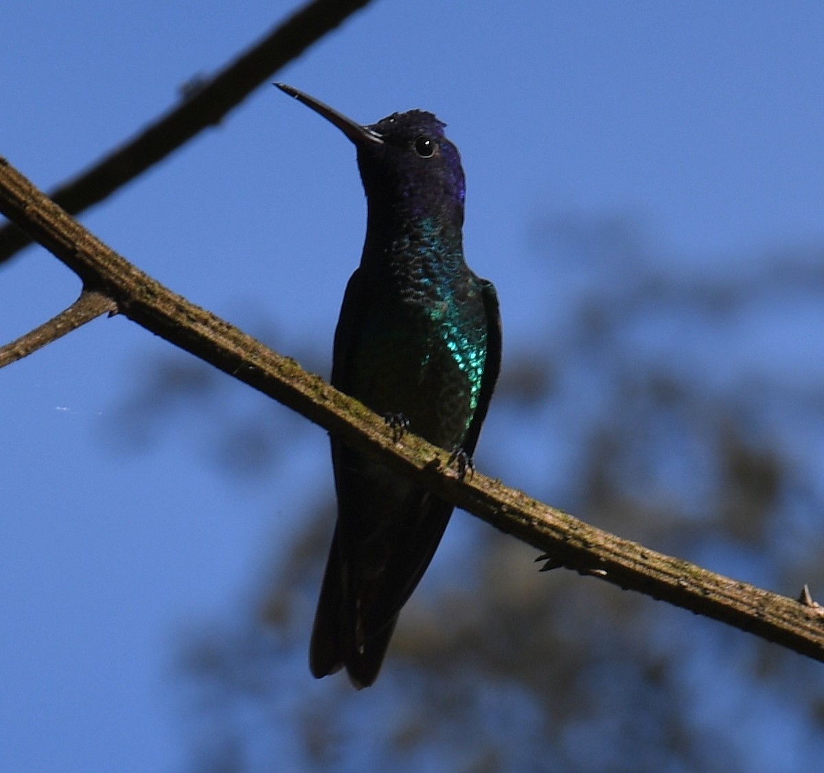 Golden-tailed Sapphire - ML640781988