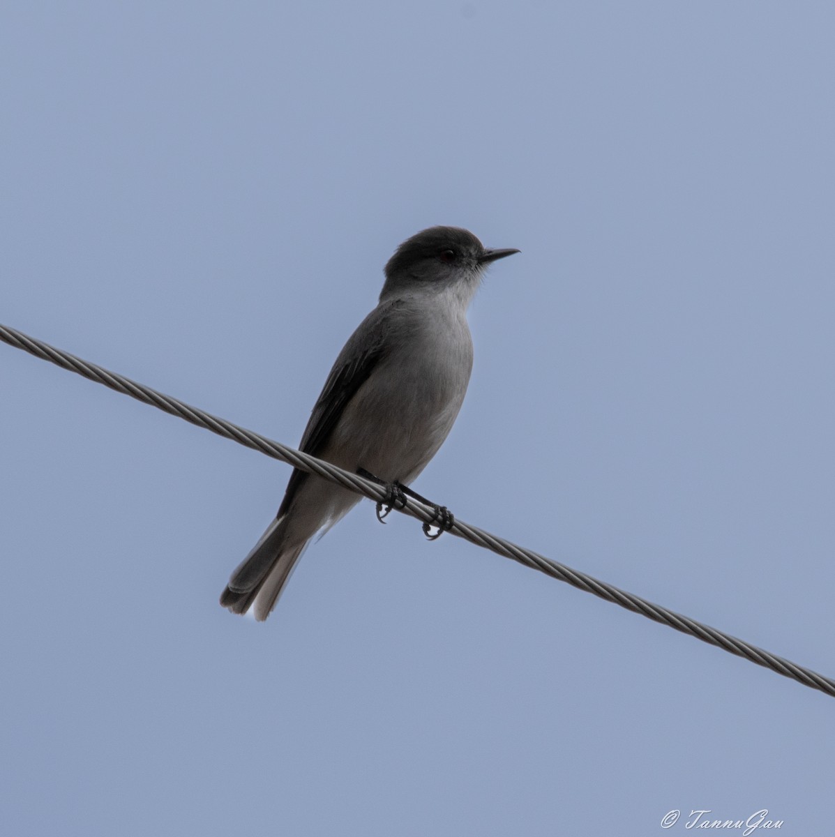 Pépoaza oeil-de-feu - ML640781990