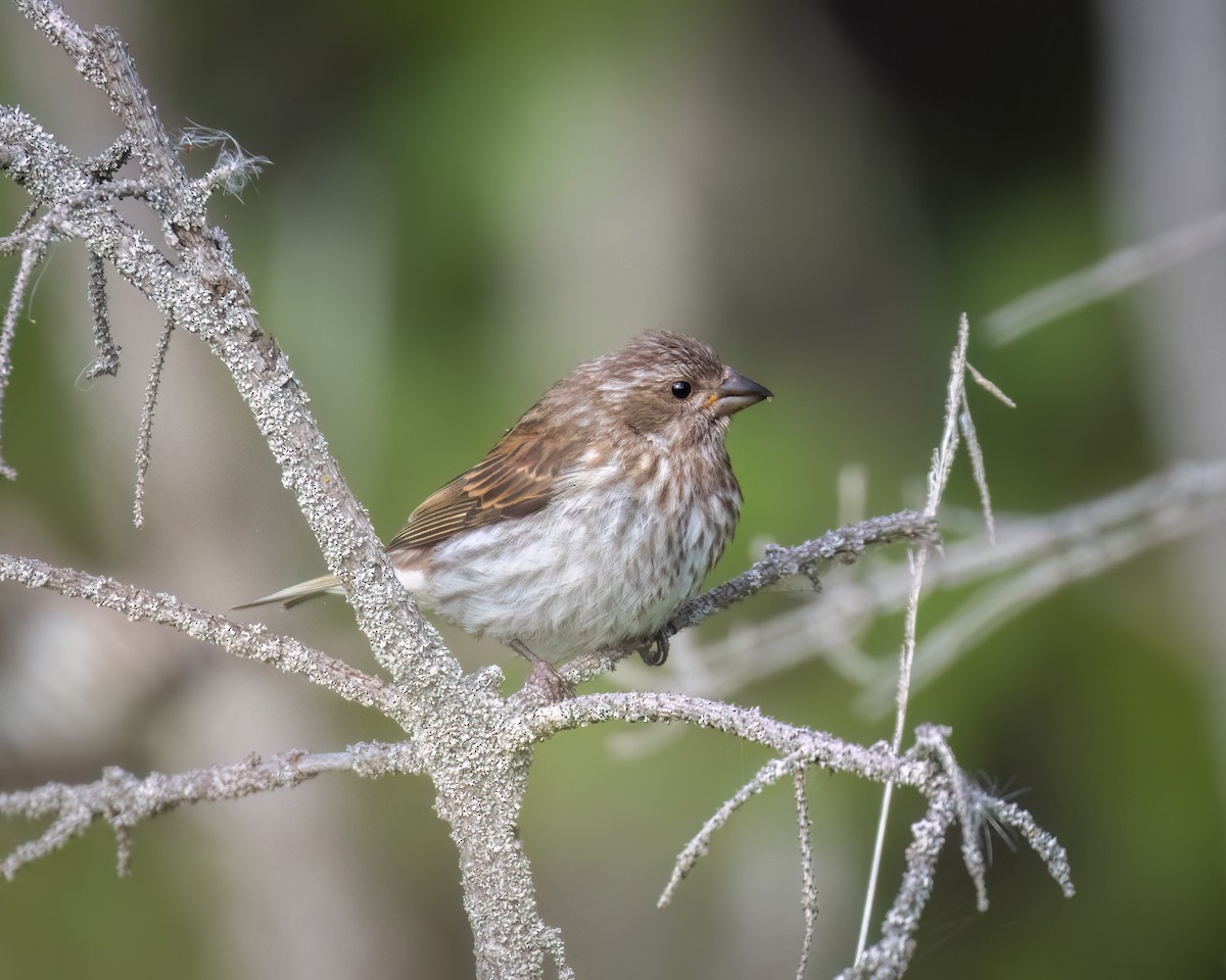 Purple Finch - ML640781991