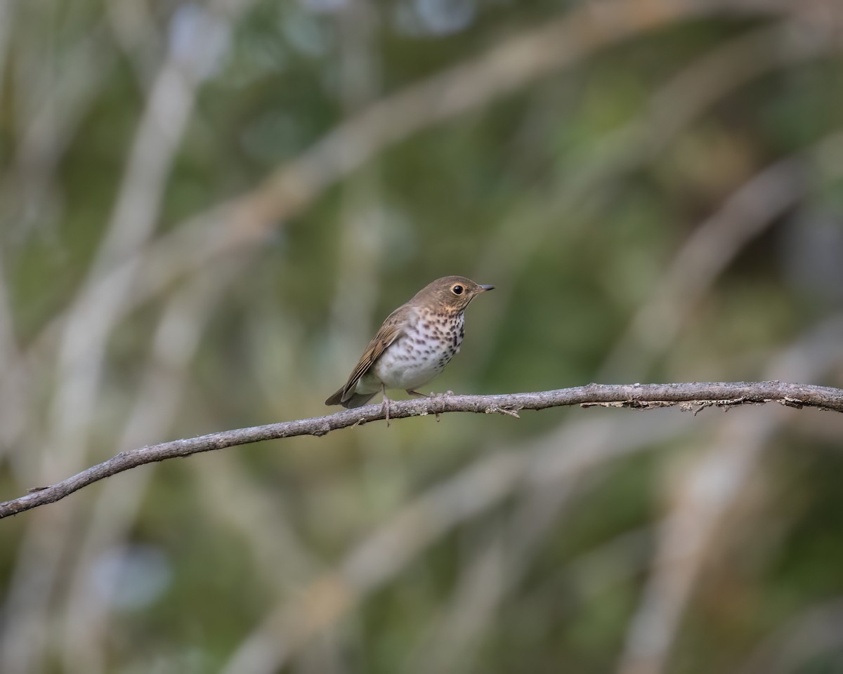 Swainson's Thrush - ML640782002