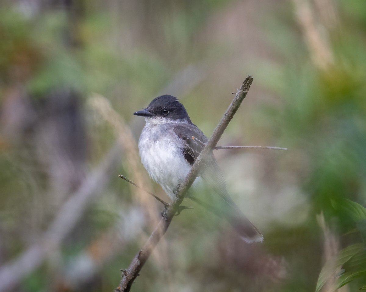 Eastern Kingbird - ML640782006