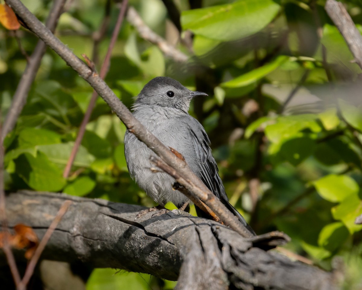 Gray Catbird - ML640782037