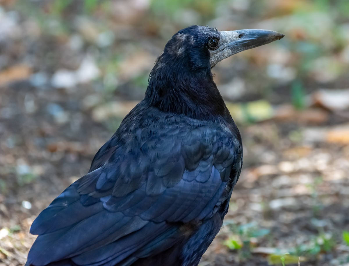 Rook - ML640782056