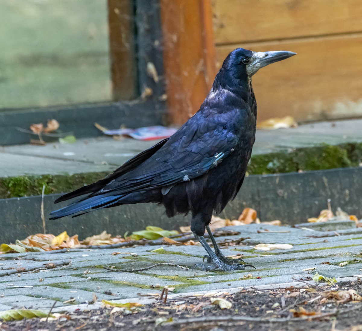 Rook - ML640782059