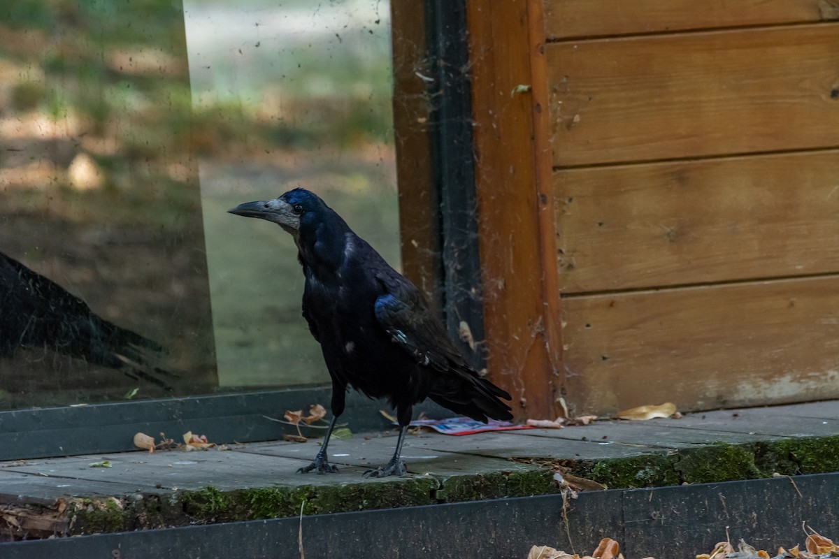 Rook - ML640782063