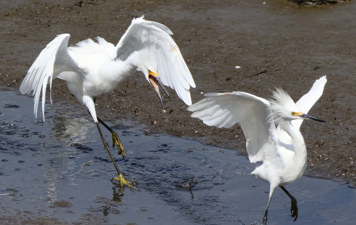 Snowy Egret - ML640782077