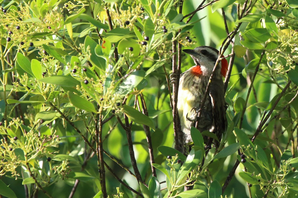 Cuban Green Woodpecker - ML640782107