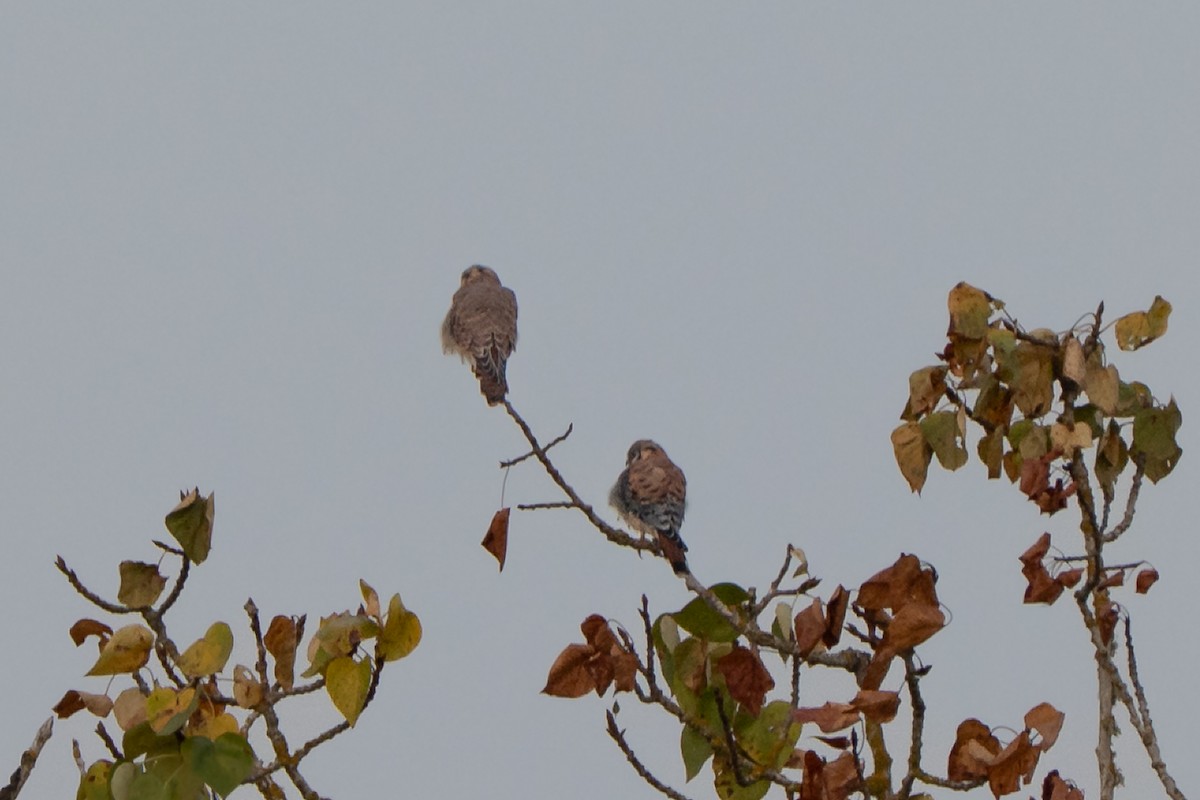 American Kestrel - ML640782108
