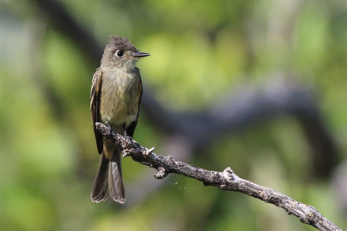 Cuban Pewee - ML640782131