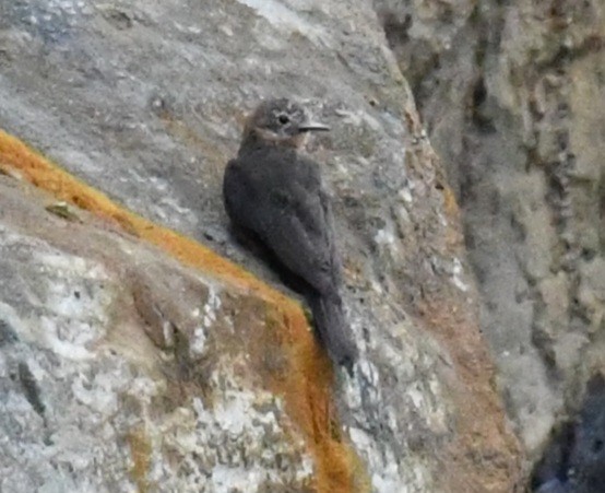 Cliff Flycatcher - ML640782140