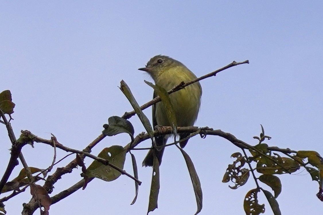 Greenish Tyrannulet - ML640782162