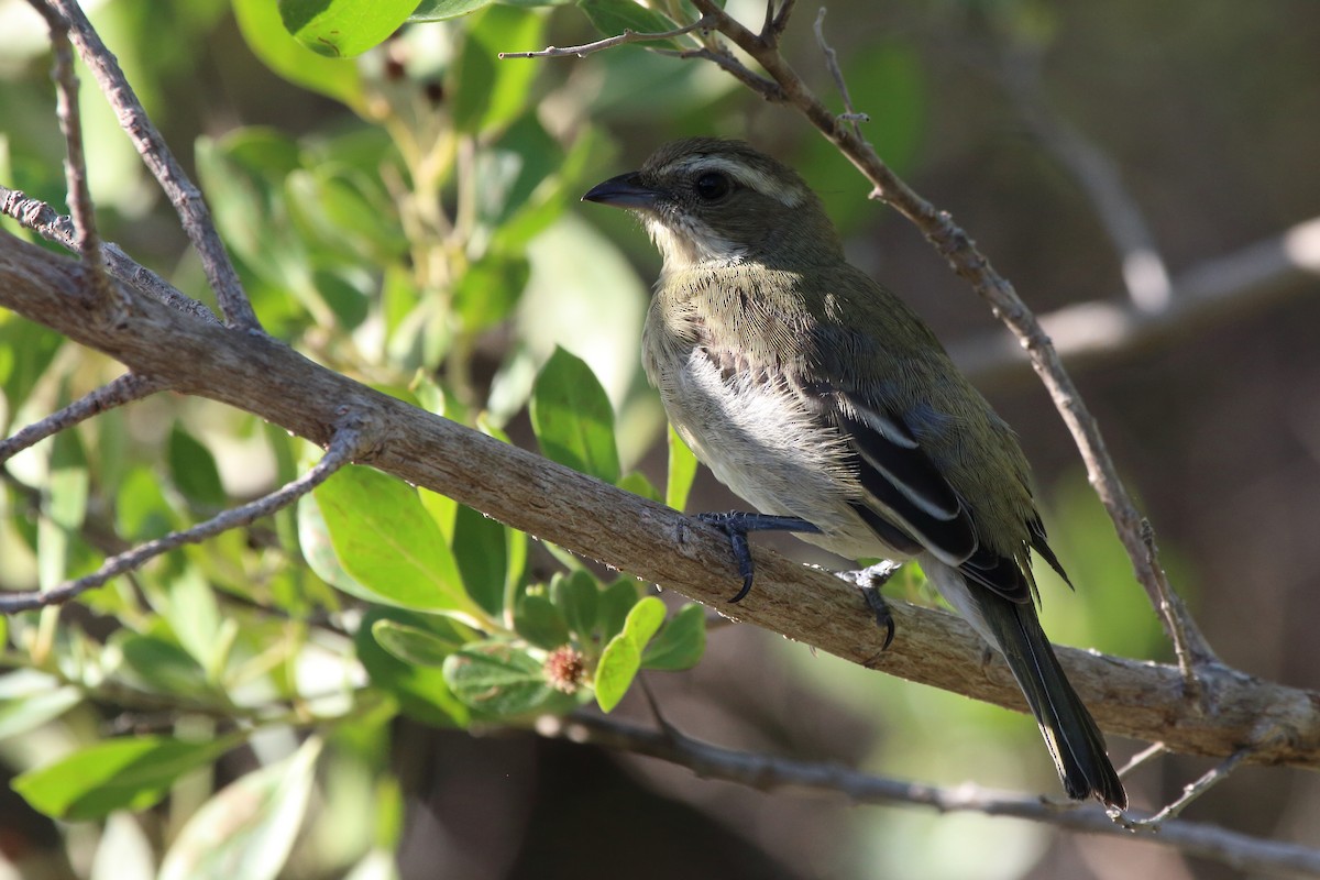 Western Spindalis - ML640782168