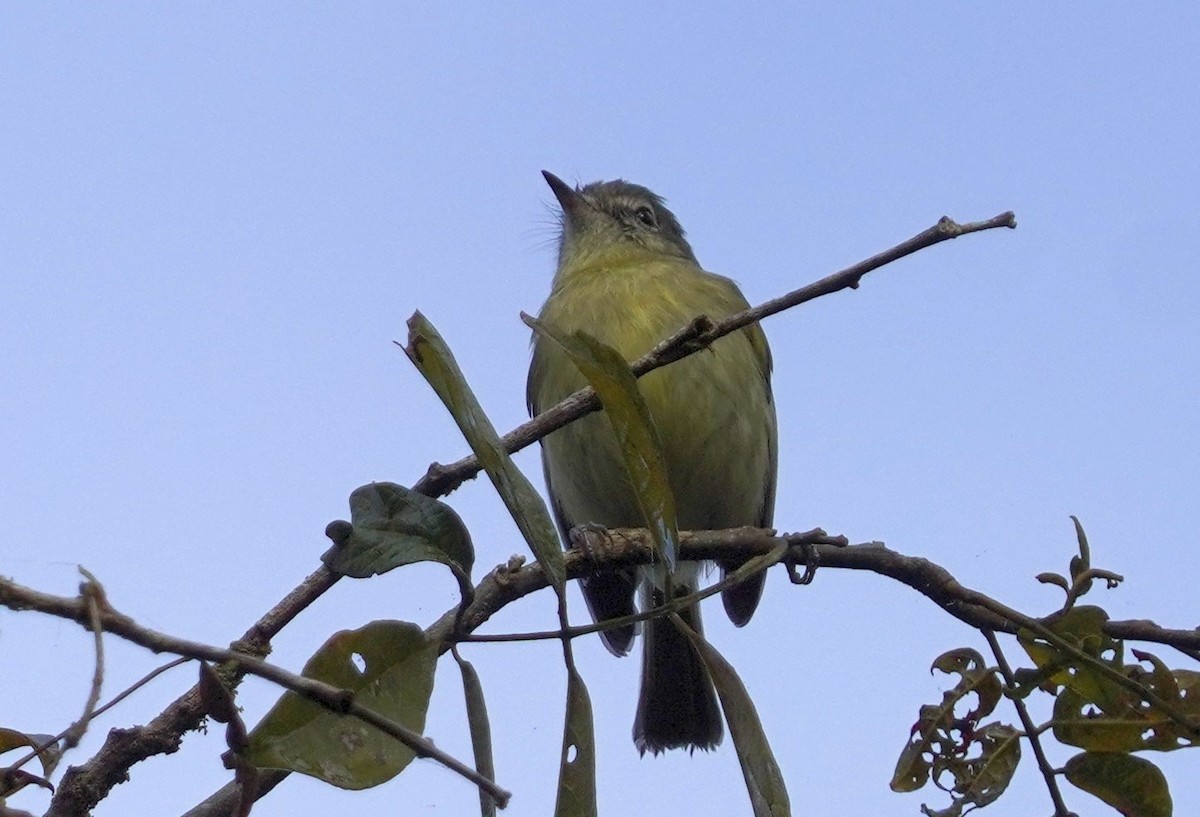 Greenish Tyrannulet - ML640782171
