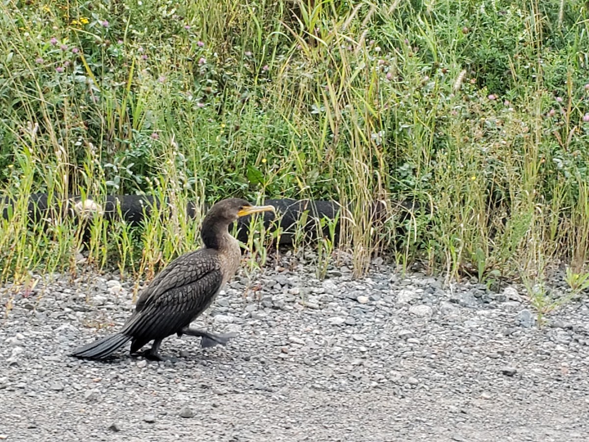Double-crested Cormorant - ML640782190
