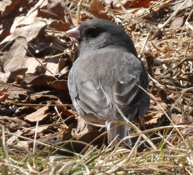 Junco ardoisé - ML640782198