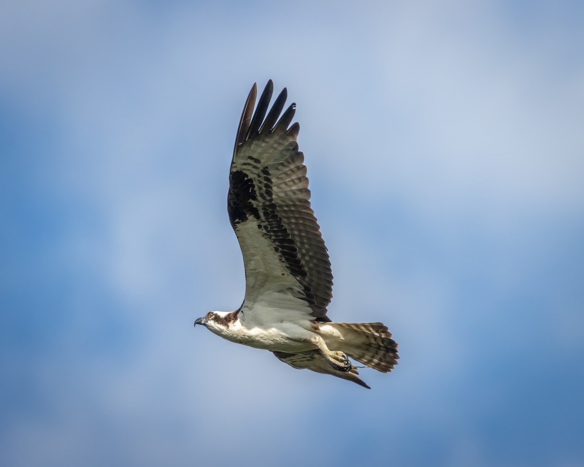 Osprey - ML640782235