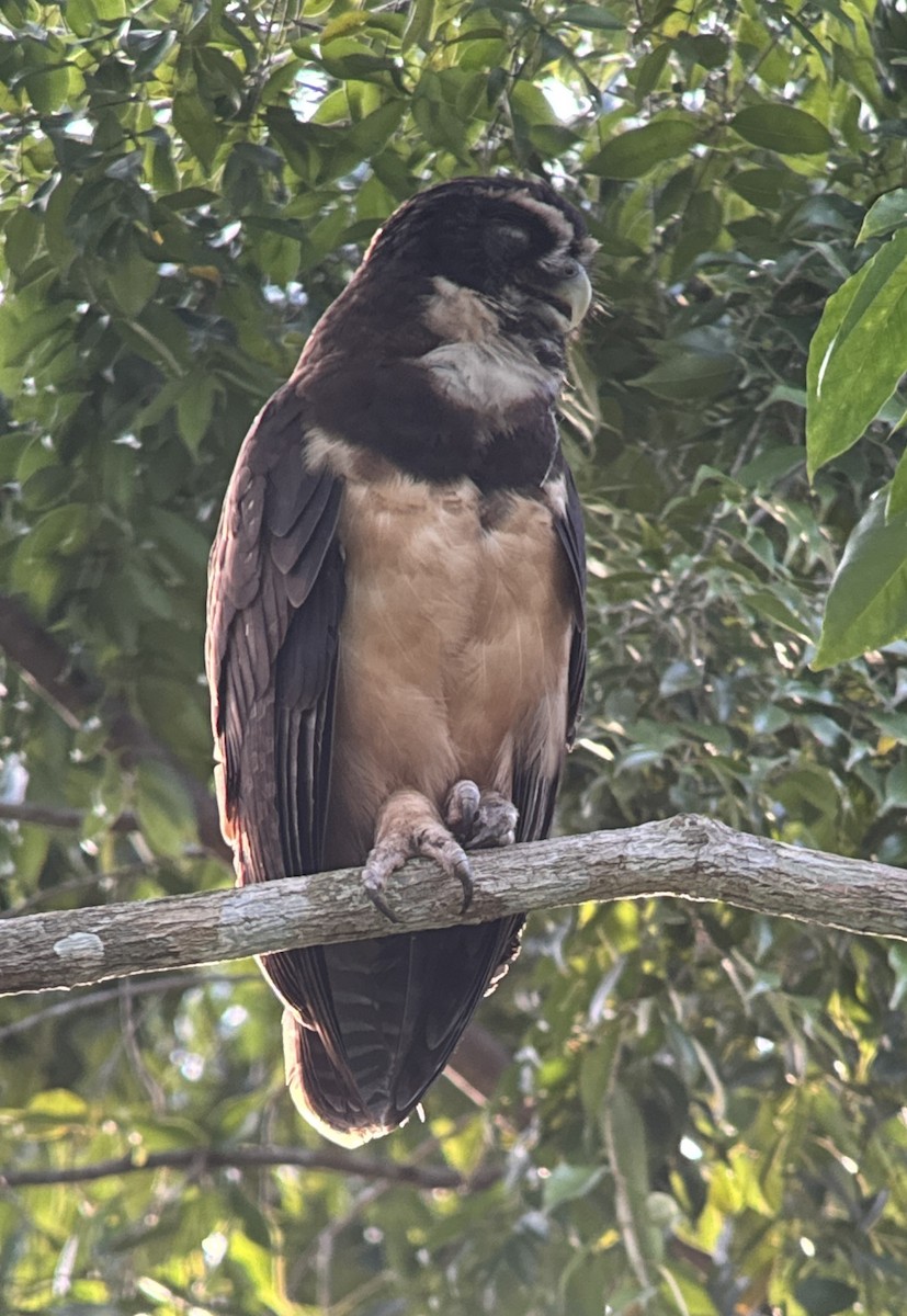 Spectacled Owl - ML640782283
