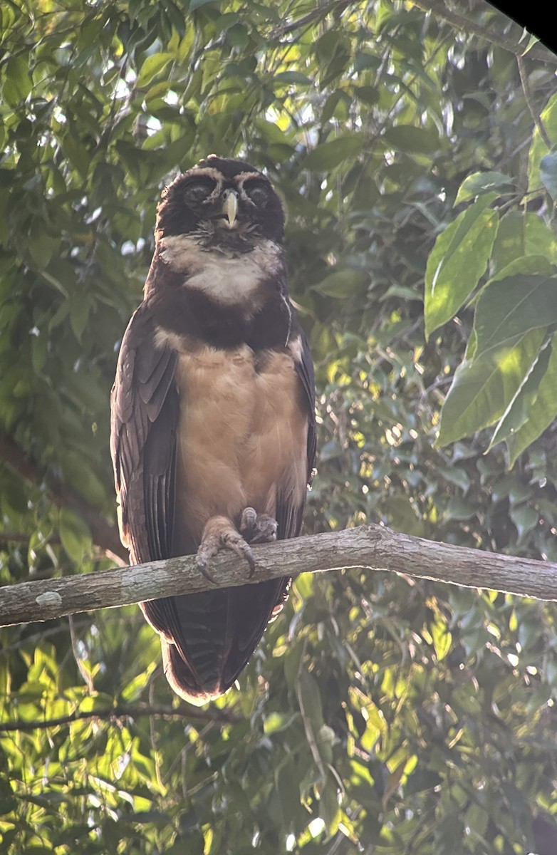 Spectacled Owl - ML640782284