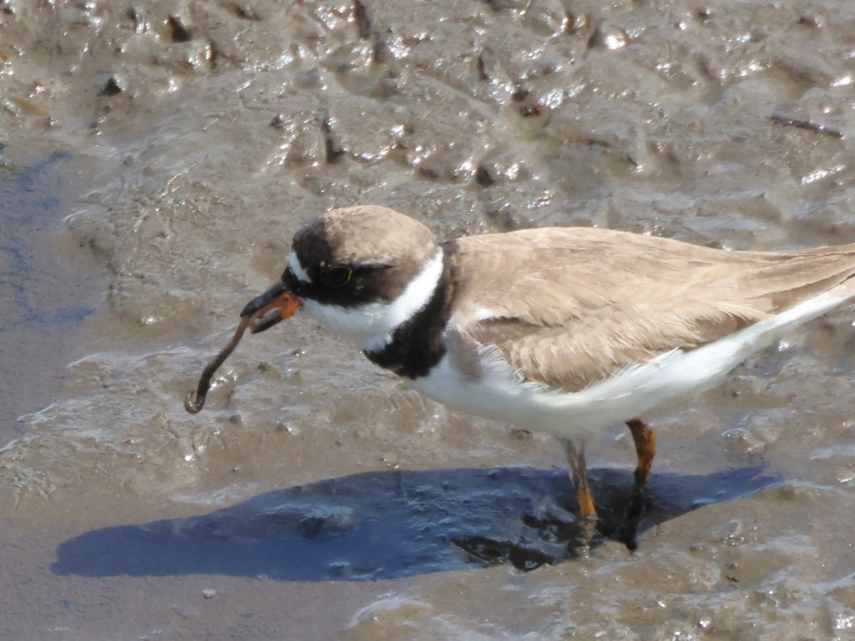 Semipalmated Plover - ML640782314
