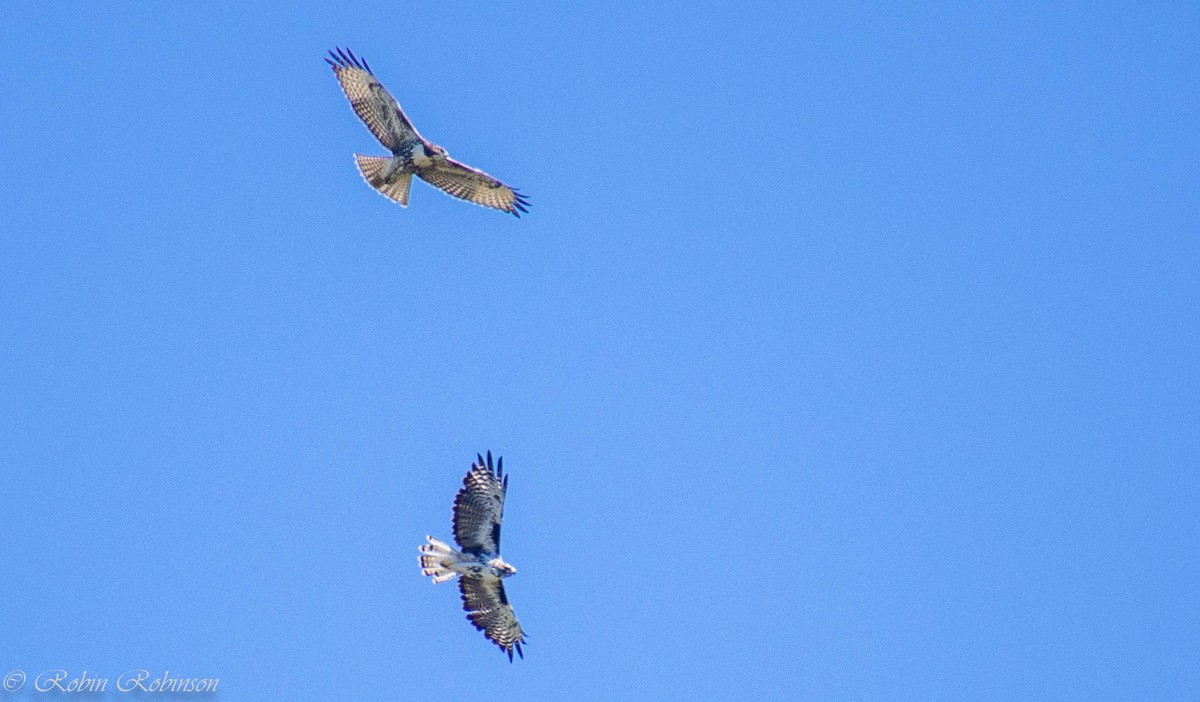 Red-tailed Hawk (Harlan's) - ML640782348