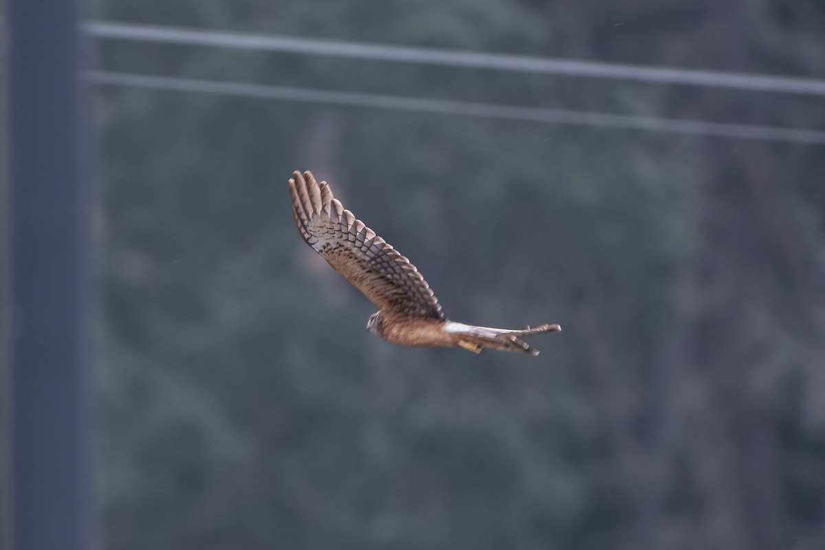 Northern Harrier - ML640782360